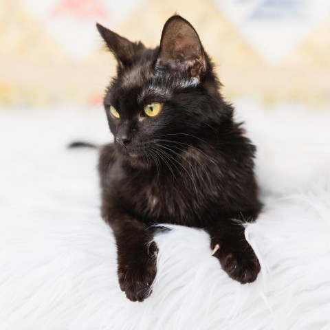 Assam, an adoptable Domestic Short Hair in St. Paul, MN, 55119 | Photo Image 6