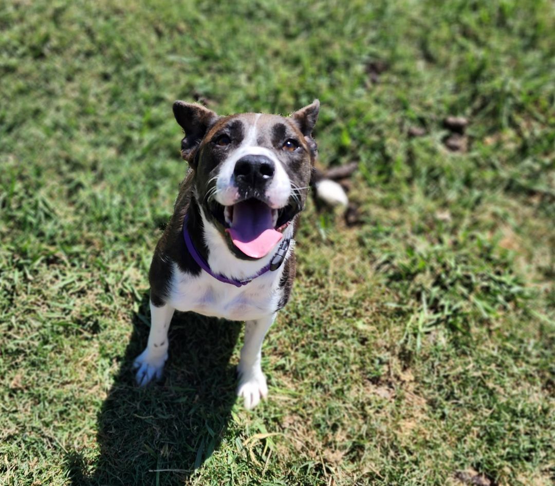 Siberian husky hot sale pitbull mix