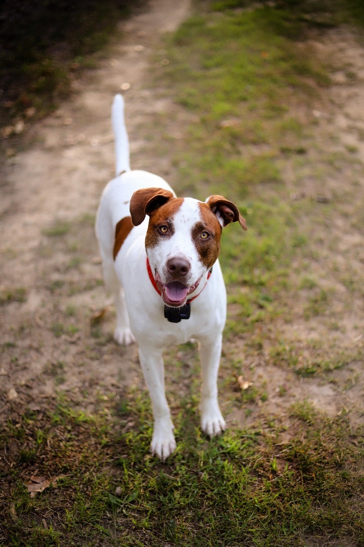 Luna , an adoptable English Pointer & Pit Bull Terrier Mix in White Lake, MI_image-1