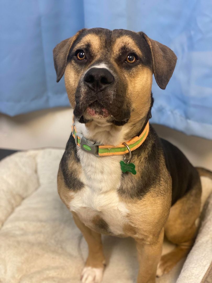 Dog for adoption JERICHO, an American Bully in TULSA, OK Petfinder