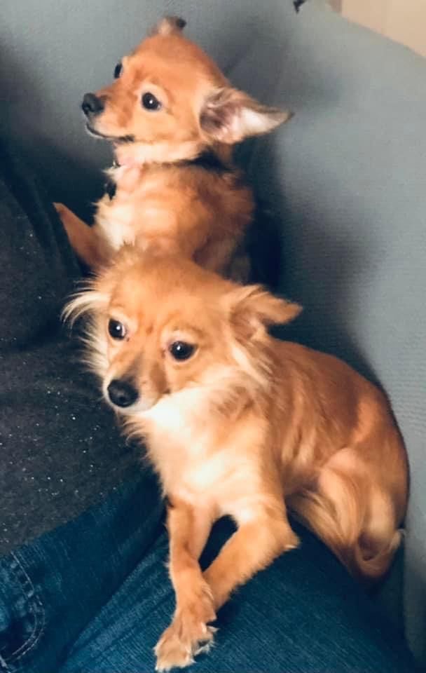 Jinx and Buttercup  2