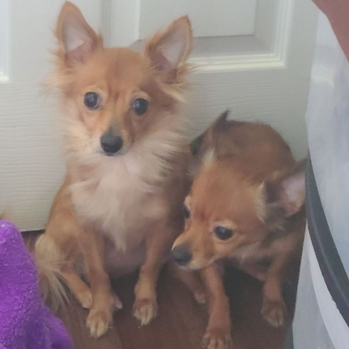 Jinx and Buttercup  1
