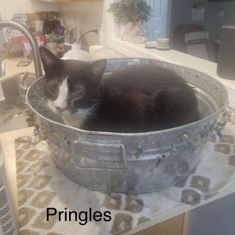 Pringle, an adoptable Domestic Short Hair in Spring Hill, KS, 66083 | Photo Image 2