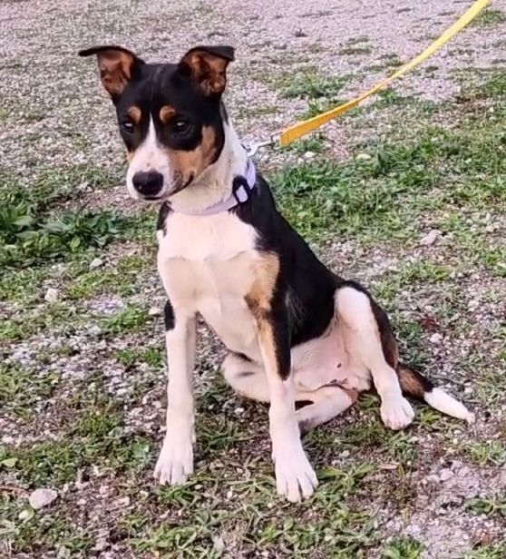 can a australian cattle dog and a rat terrier be friends