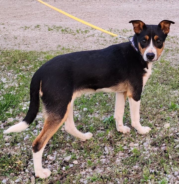 can a australian cattle dog and a rat terrier be friends