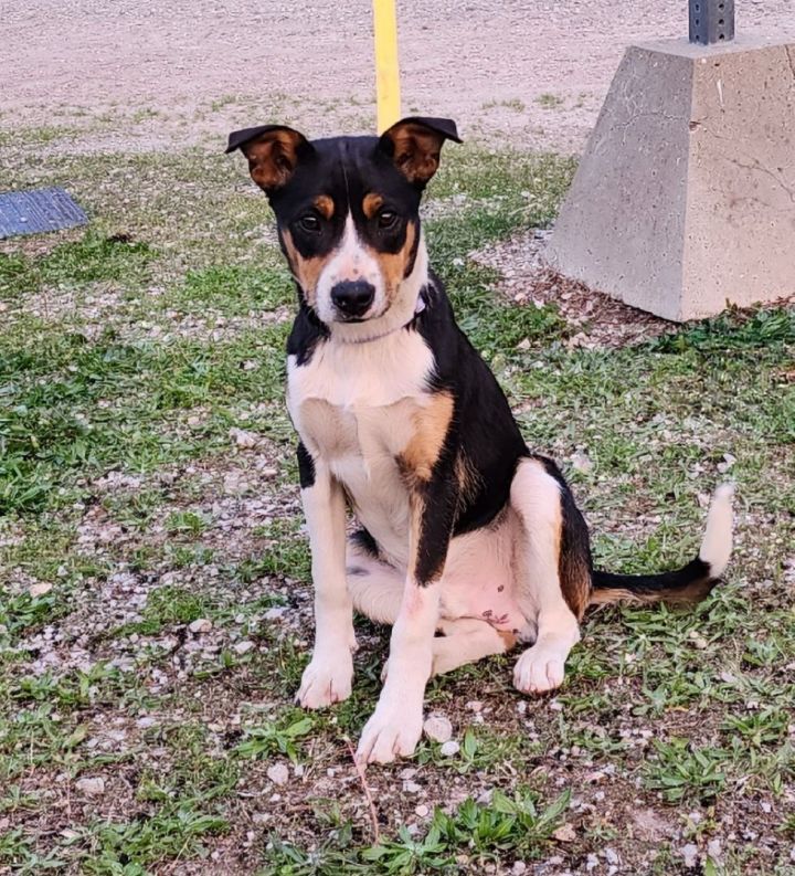 can a australian cattle dog and a rat terrier be friends