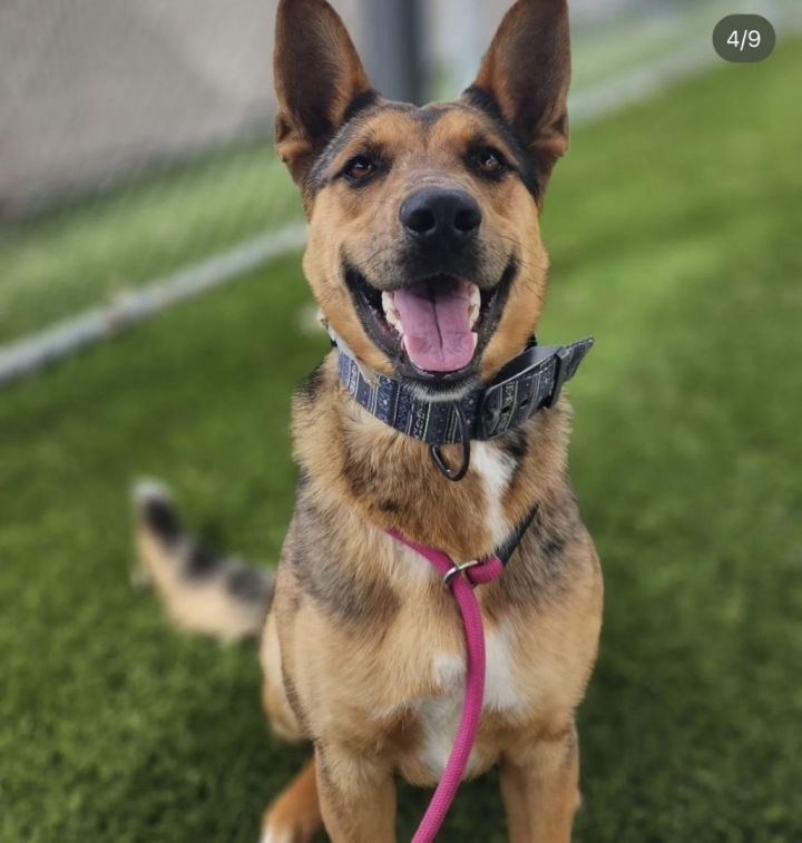 Sydney 2, an adoptable Cattle Dog & German Shepherd Dog Mix in Los Alamitos, CA_image-4