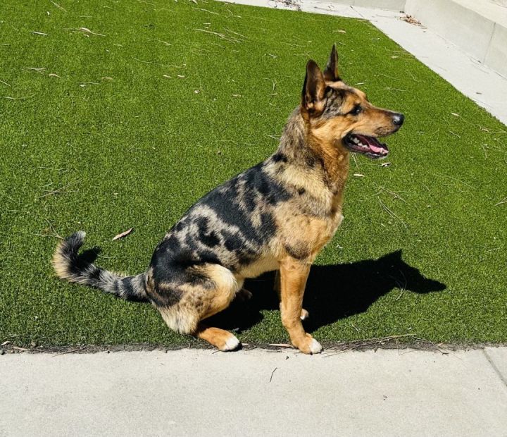 Sydney 2, an adoptable Cattle Dog & German Shepherd Dog Mix in Los Alamitos, CA_image-5