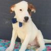 Chip Puppy (Sugar's Puppy) - Available Mar. 26th