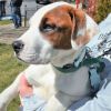 Chip Puppy (Sugar's Puppy) - Available Mar. 26th