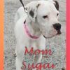 Fudge Puppy - (Sugar's Puppy) - Available Mar. 26th