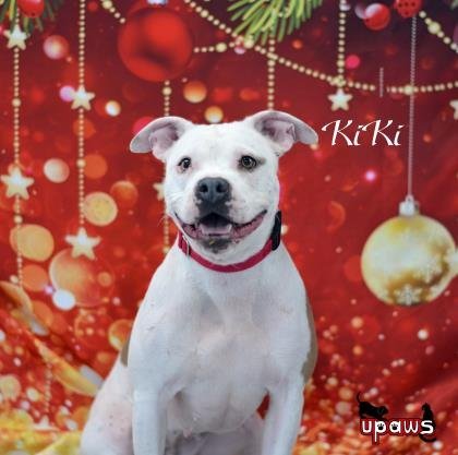 Kiki, an adoptable Mixed Breed in Gwinn, MI, 49841 | Photo Image 2