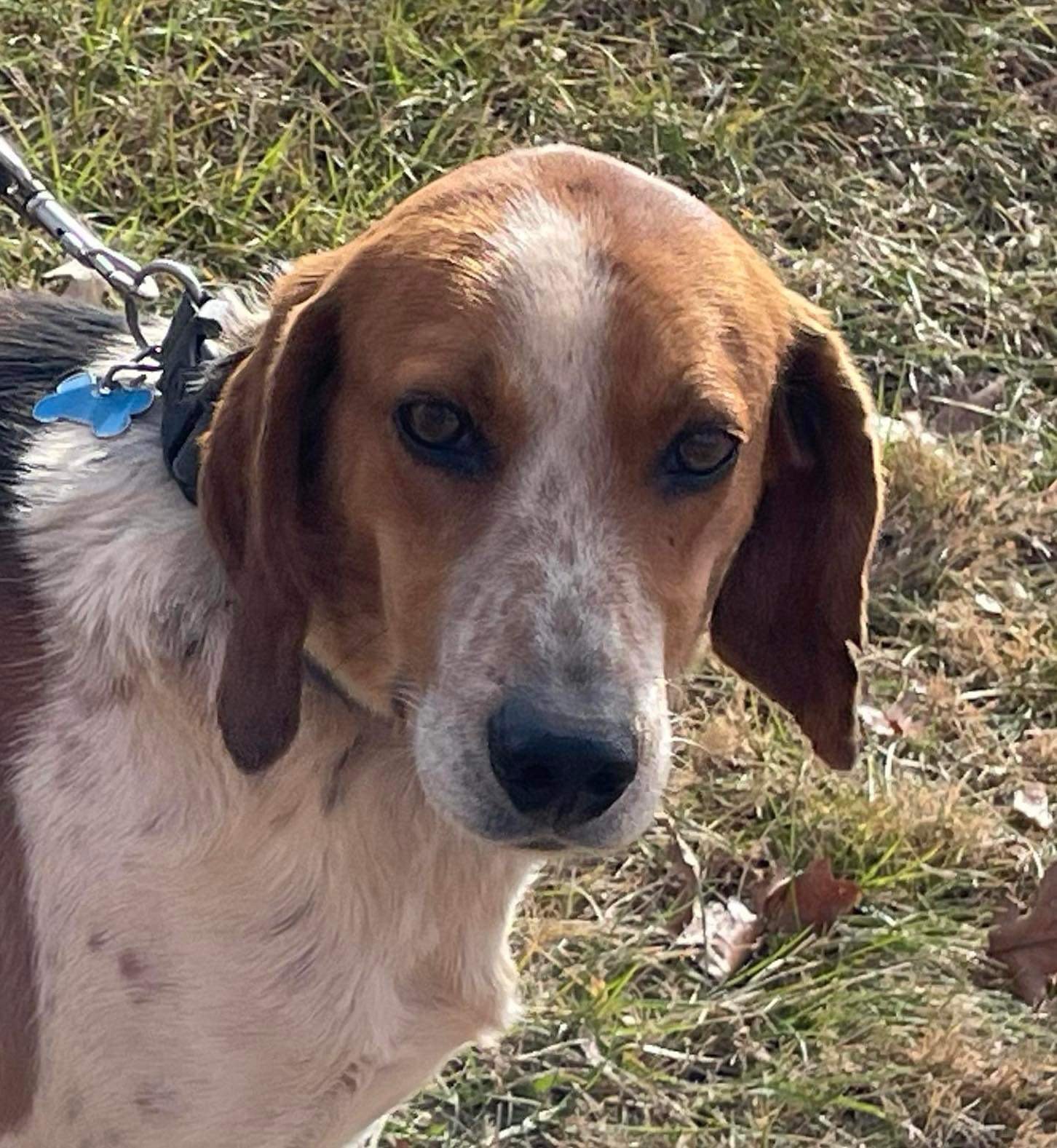 Iver: Not At the Shelter, an adoptable Foxhound in Rustburg, VA, 24588 | Photo Image 1