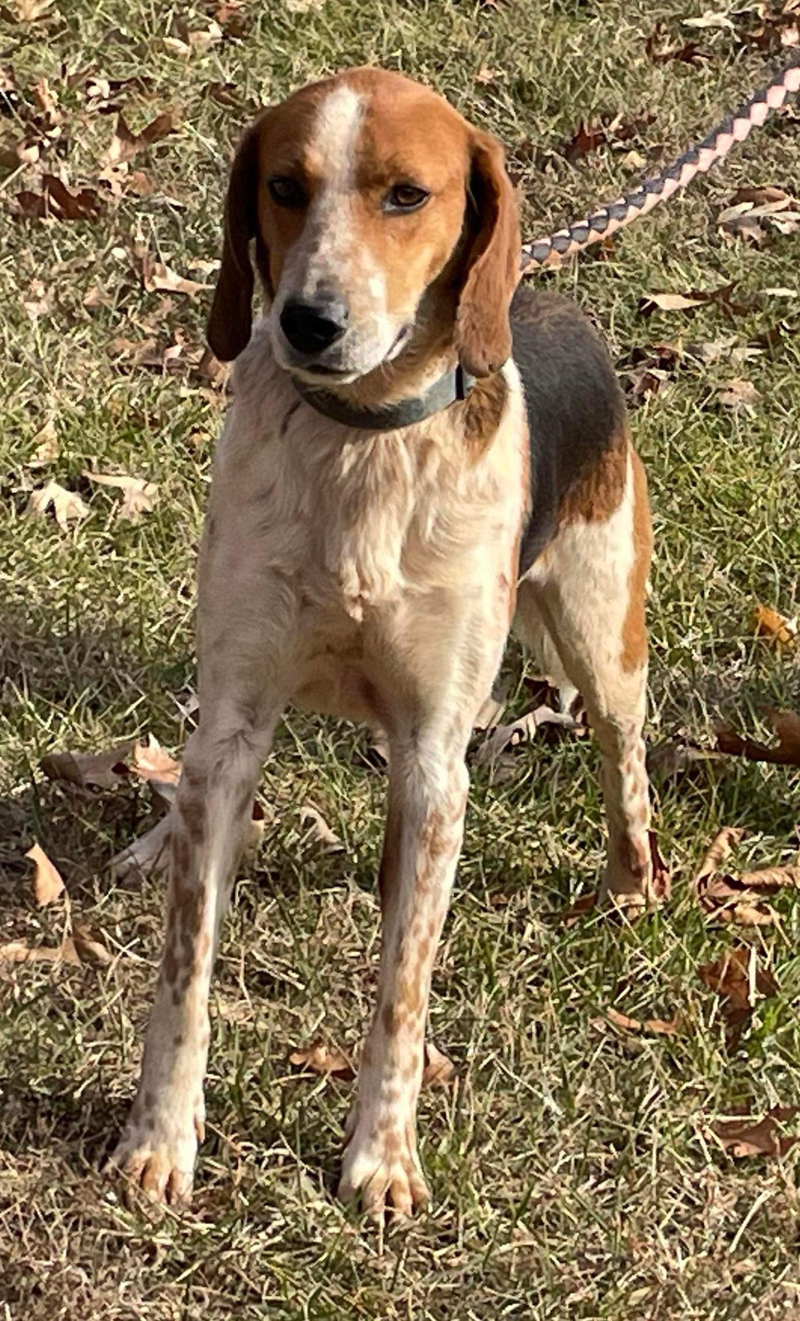 Iver: Not At the Shelter, an adoptable Foxhound in Rustburg, VA, 24588 | Photo Image 3
