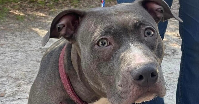 Hela, an adoptable Pit Bull Terrier in Troy, AL, 36081 | Photo Image 1