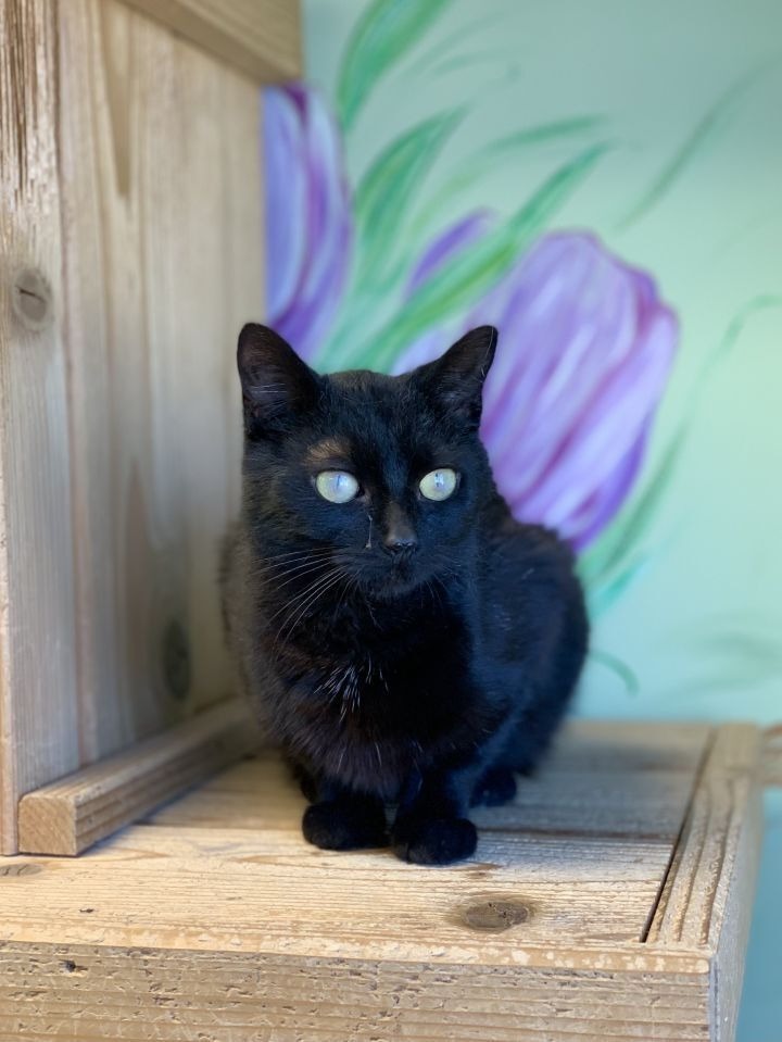 Ebony, an adoptable Domestic Short Hair in Elbow Lake, MN, 56531 | Photo Image 2