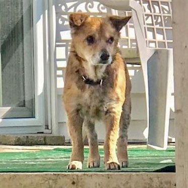Bear, an adoptable Pomeranian, Beagle in Huntley, IL, 60142 | Photo Image 4
