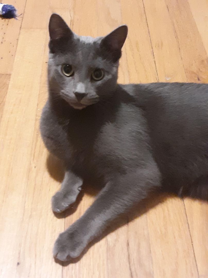 Buzz, an adoptable Domestic Short Hair in Wading River, NY, 11792 | Photo Image 1