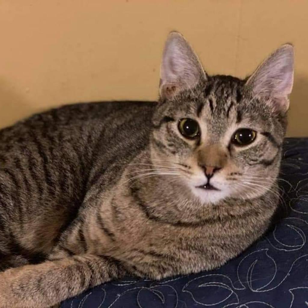Osiris, an adoptable Domestic Short Hair in Winchester, VA, 22602 | Photo Image 1