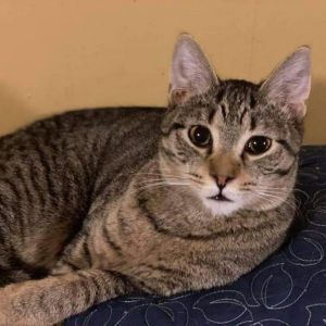 Osiris, Adult Male Domestic Short Hair
