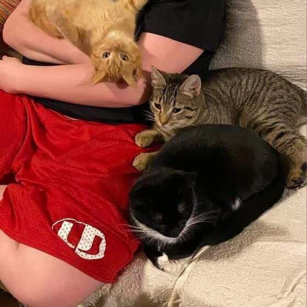 Osiris, an adoptable Domestic Short Hair in Winchester, VA, 22602 | Photo Image 2