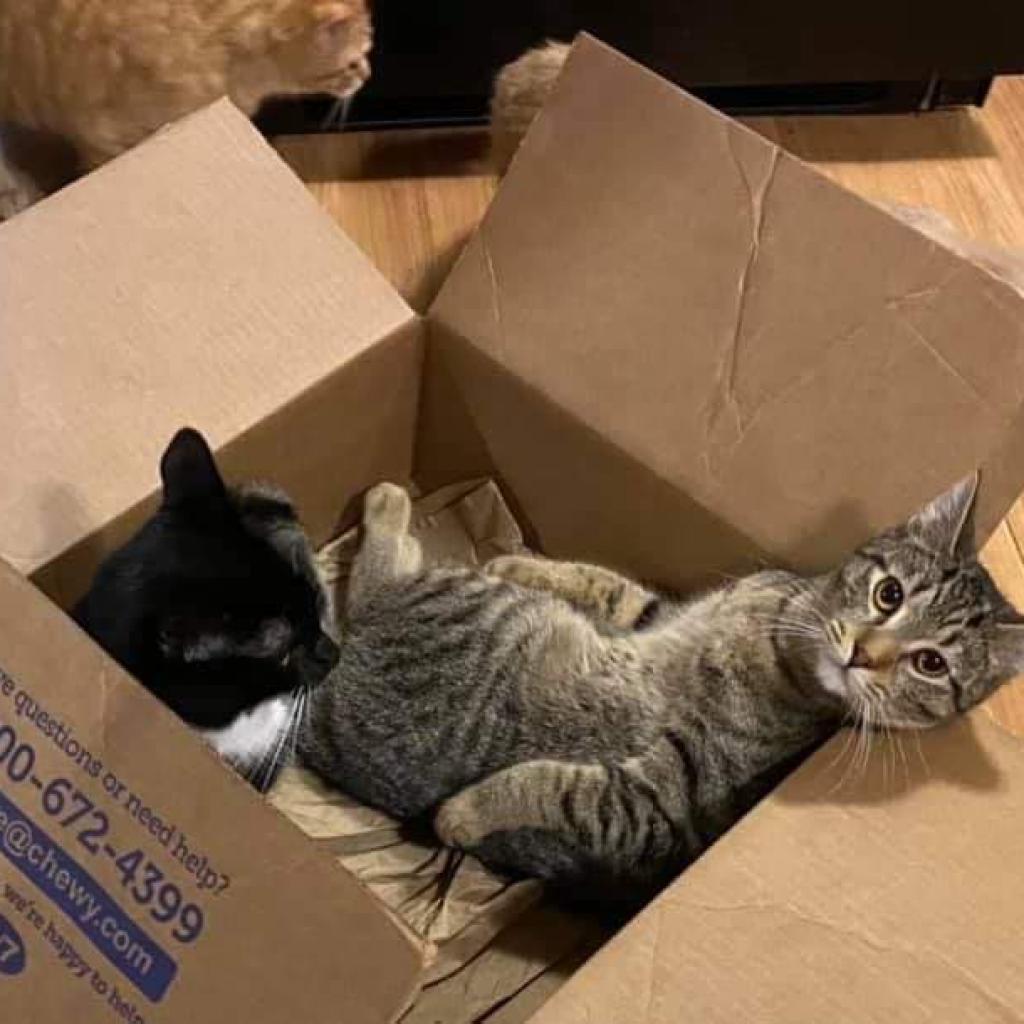 Osiris, an adoptable Domestic Short Hair in Winchester, VA, 22602 | Photo Image 3