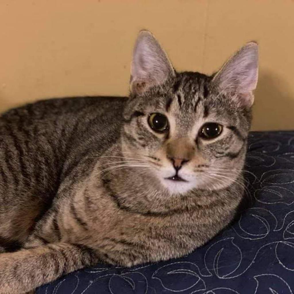 Osiris, an adoptable Domestic Short Hair in Winchester, VA, 22602 | Photo Image 4