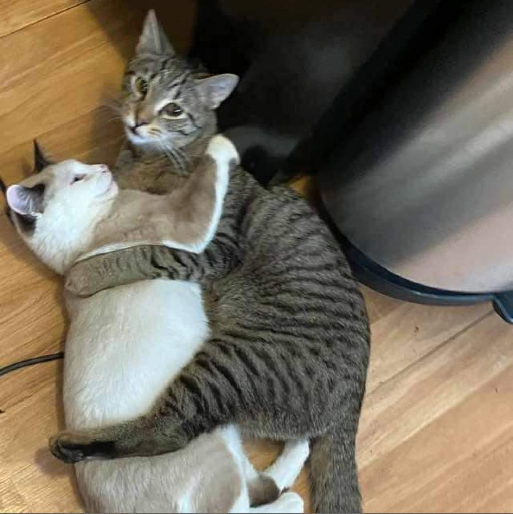 Osiris, an adoptable Domestic Short Hair in Winchester, VA, 22602 | Photo Image 5