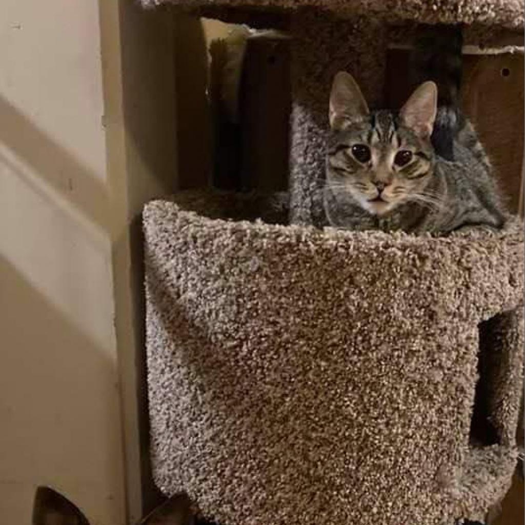 Osiris, an adoptable Domestic Short Hair in Winchester, VA, 22602 | Photo Image 6