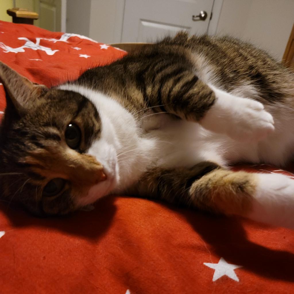 Twix, an adoptable Domestic Short Hair in Winchester, VA, 22602 | Photo Image 3