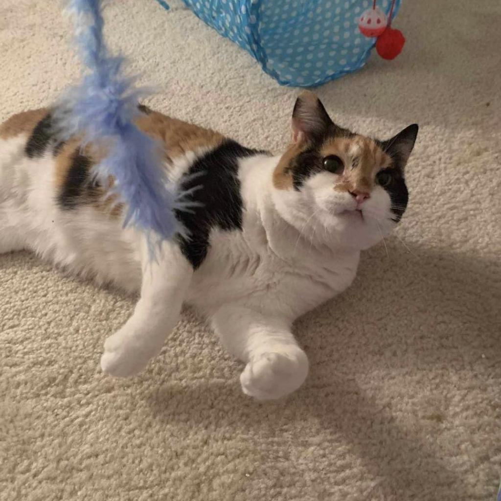 Twix, an adoptable Domestic Short Hair in Winchester, VA, 22602 | Photo Image 6