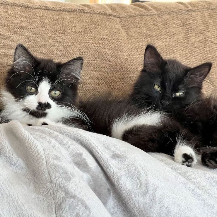 Sadie & Sammy (Bonded Pair) 1