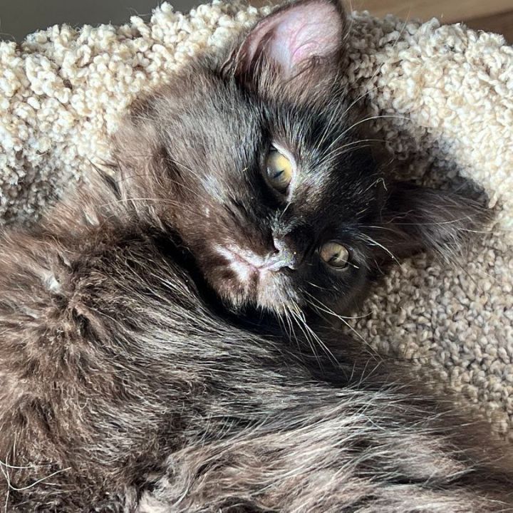 Sadie & Sammy (Bonded Pair) 6