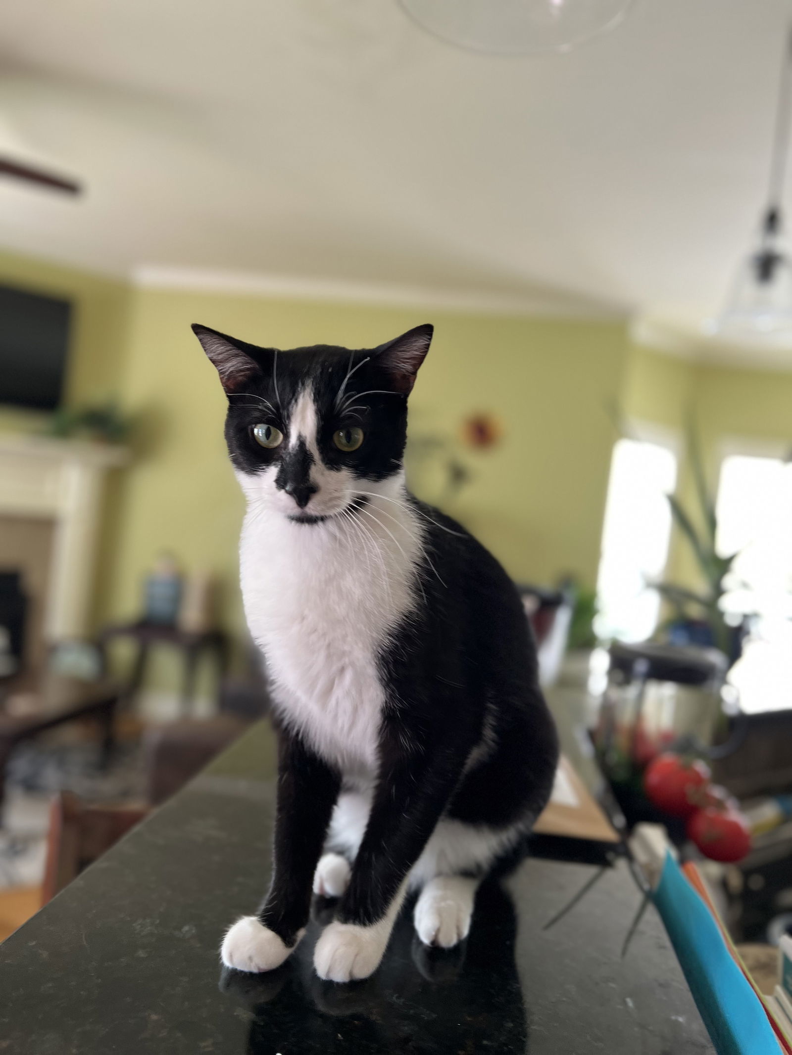 GENERAL MEOW, an adoptable Tuxedo in Franklin, TN, 37069 | Photo Image 1