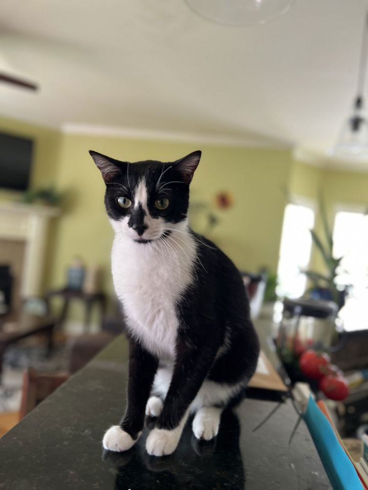 GENERAL MEOW 1