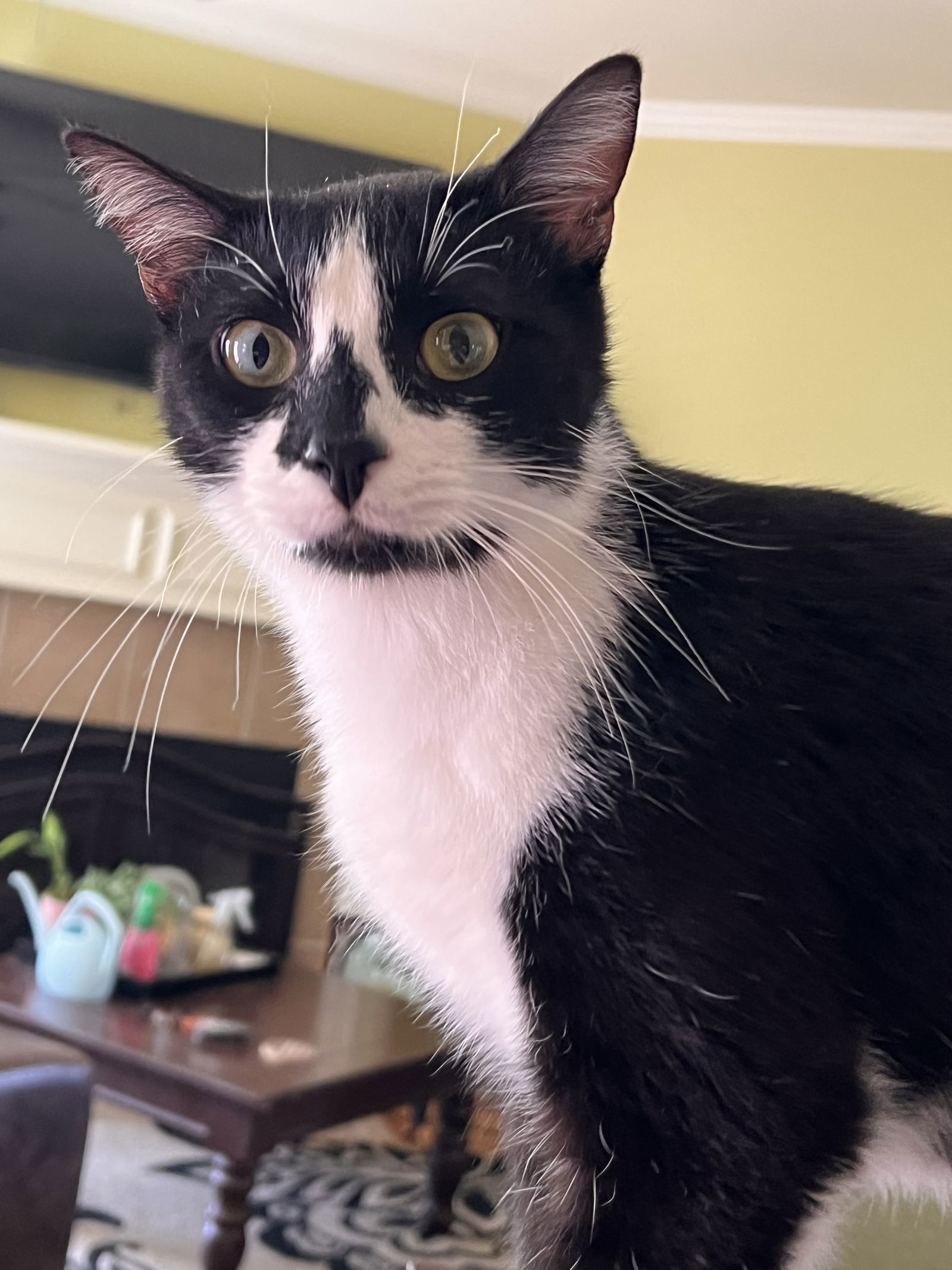 GENERAL MEOW, an adoptable Tuxedo in Franklin, TN, 37069 | Photo Image 2