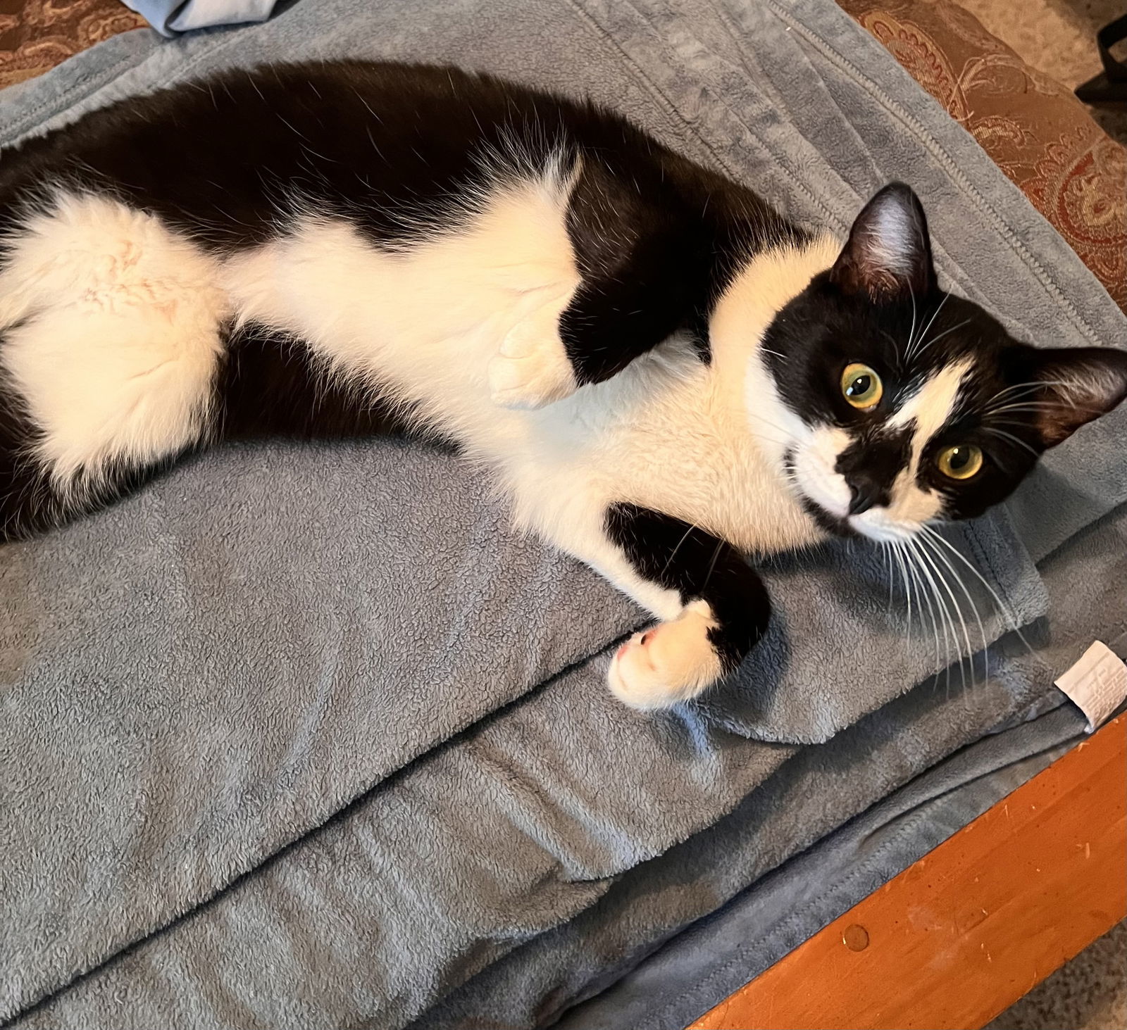 GENERAL MEOW, an adoptable Tuxedo in Franklin, TN, 37069 | Photo Image 3