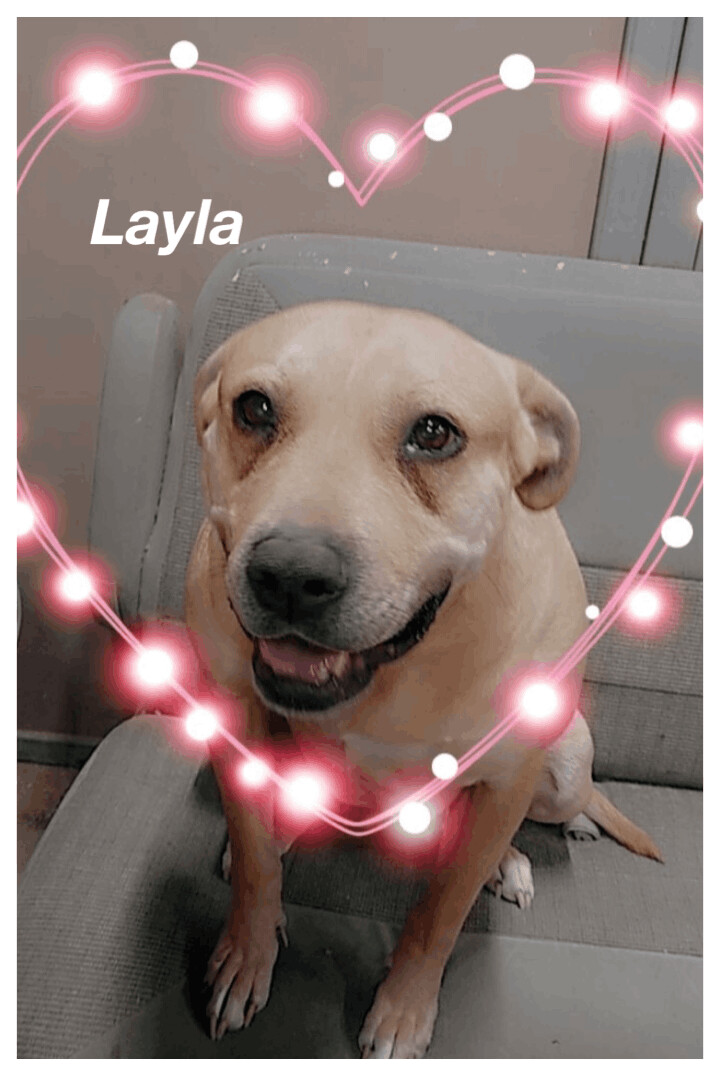 Layla, an adoptable Pit Bull Terrier in Canyon, TX, 79015 | Photo Image 1
