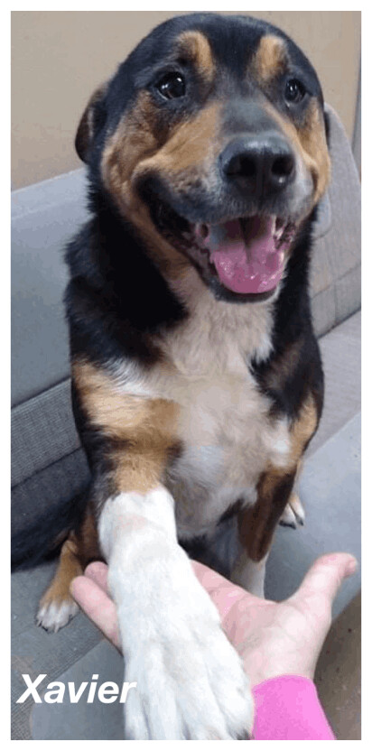 Xavier, an adoptable German Shepherd Dog in Canyon, TX, 79015 | Photo Image 1