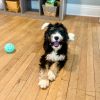 Wilson