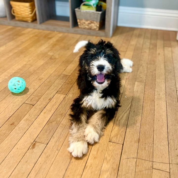 Wilson, an adopted Bernedoodle Mix in Rochester, NY_image-2