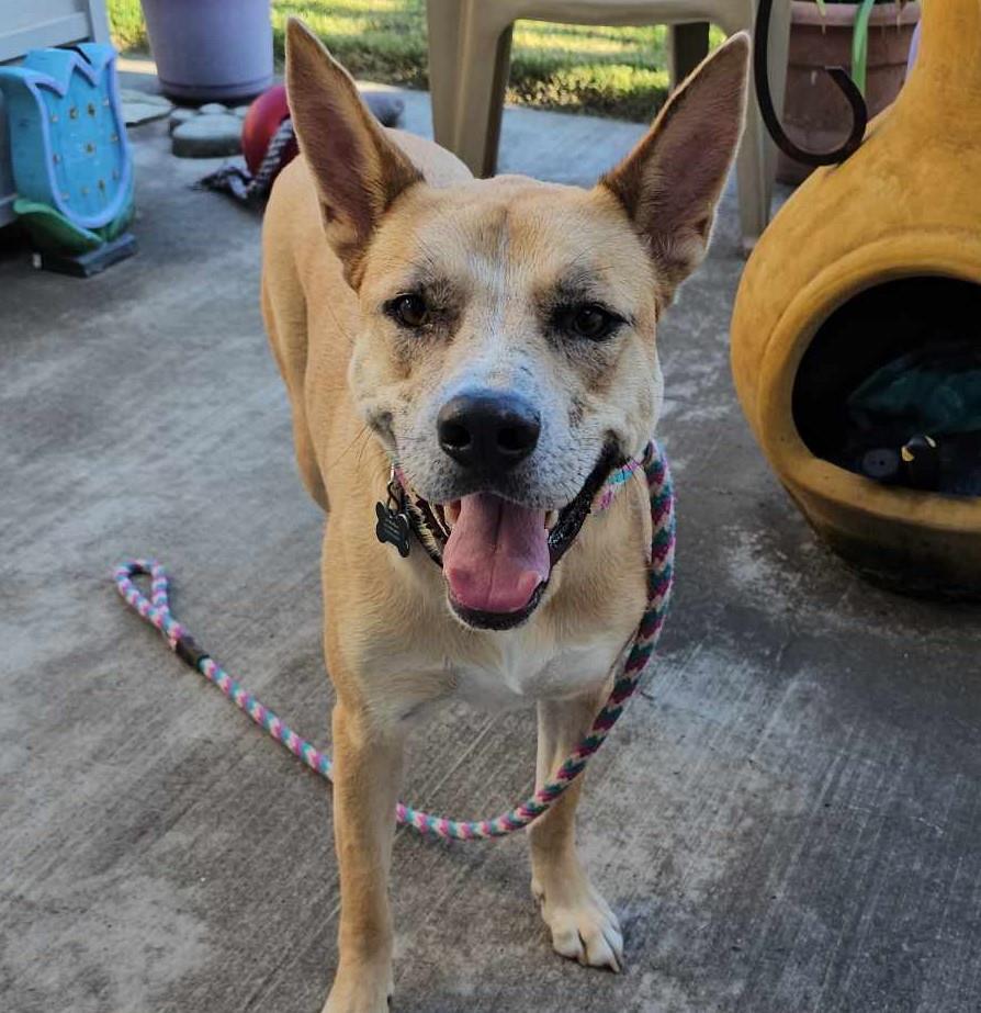 Miss Josey Joe - In Foster Care, an adoptable Shepherd, Akita in Rockwall, TX, 75087 | Photo Image 1