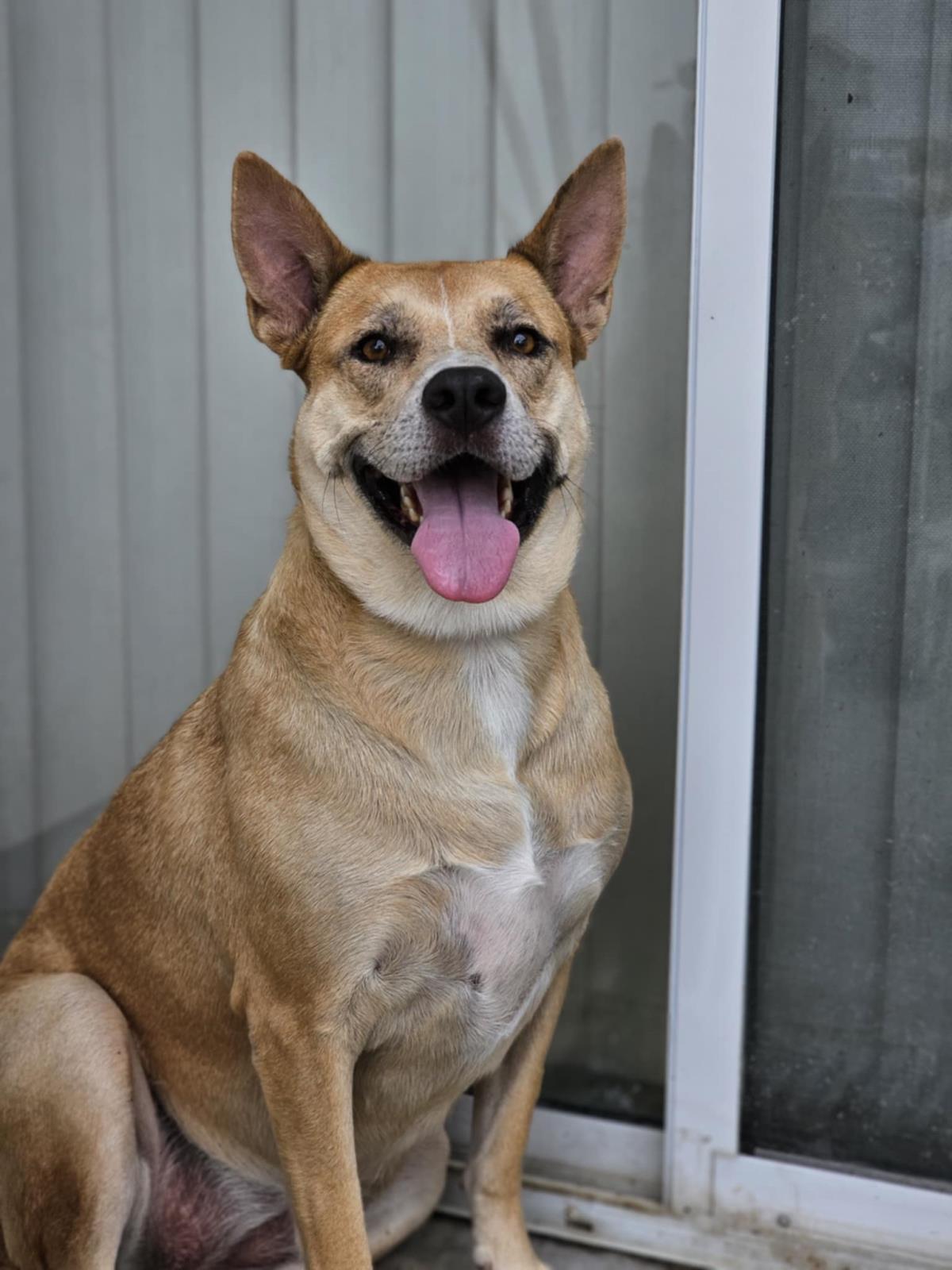 Miss Josey Joe - In Foster Care, an adoptable Shepherd, Akita in Rockwall, TX, 75087 | Photo Image 1
