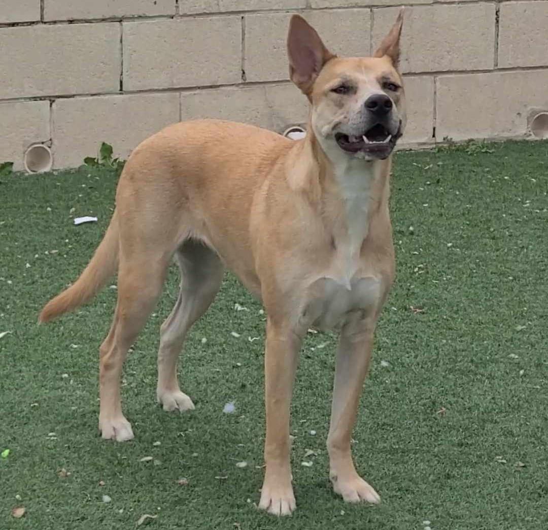 Miss Josey Joe - In Foster Care, an adoptable Shepherd, Akita in Rockwall, TX, 75087 | Photo Image 2