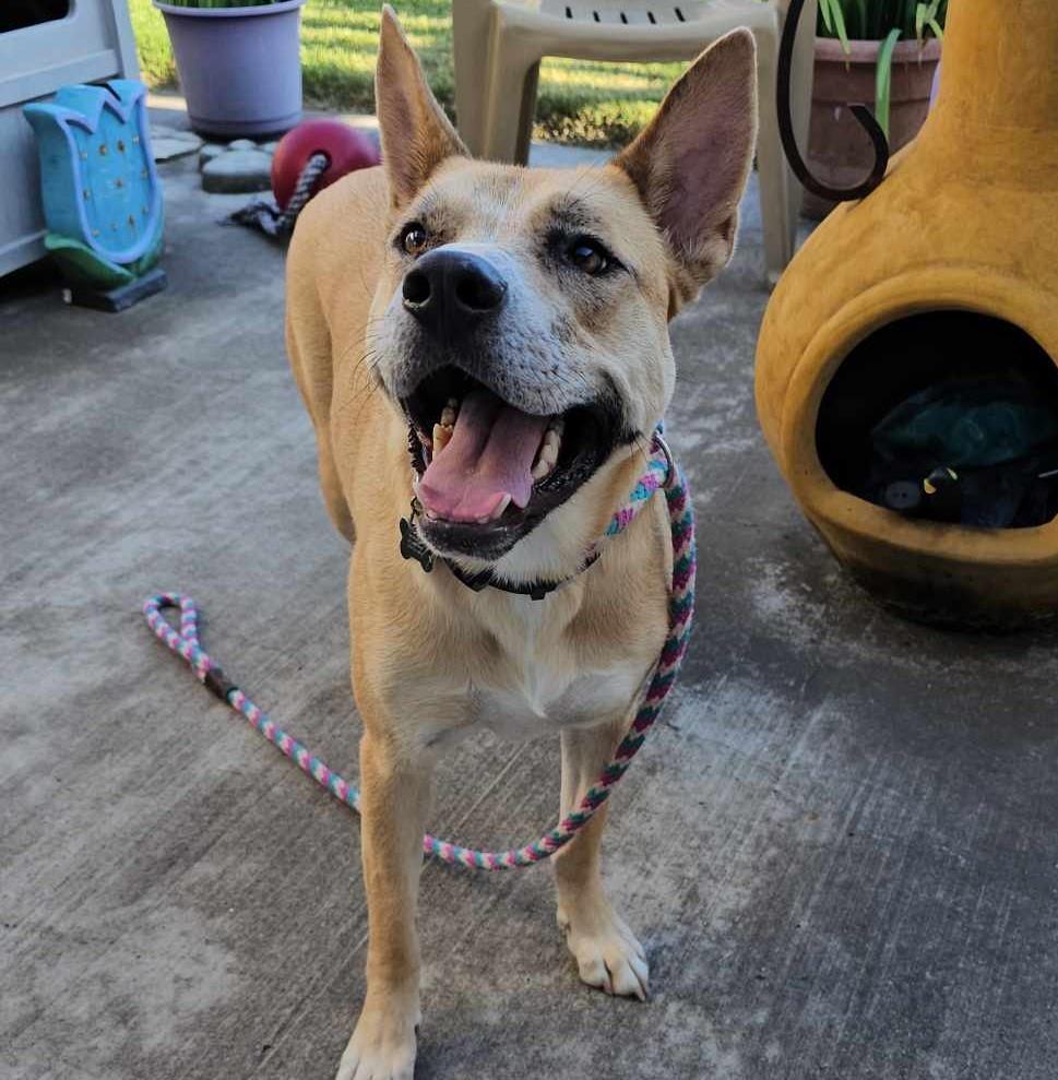 Miss Josey Joe - In Foster Care, an adoptable Shepherd, Akita in Rockwall, TX, 75087 | Photo Image 3