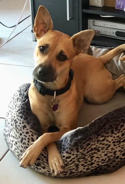 Roo, an adoptable Black Mouth Cur, Shepherd in Plantation, FL, 33325 | Photo Image 1