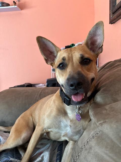 Roo, an adoptable Black Mouth Cur, Shepherd in Plantation, FL, 33325 | Photo Image 2