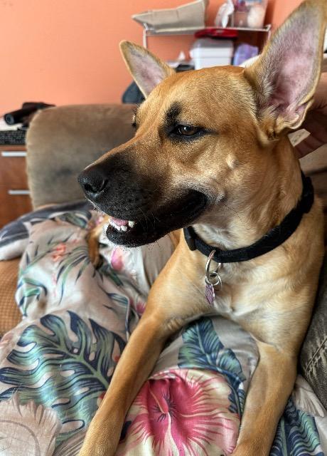 Roo, an adoptable Black Mouth Cur, Shepherd in Plantation, FL, 33325 | Photo Image 3