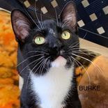Burke, an adoptable Tuxedo in Rushville, IL_image-2