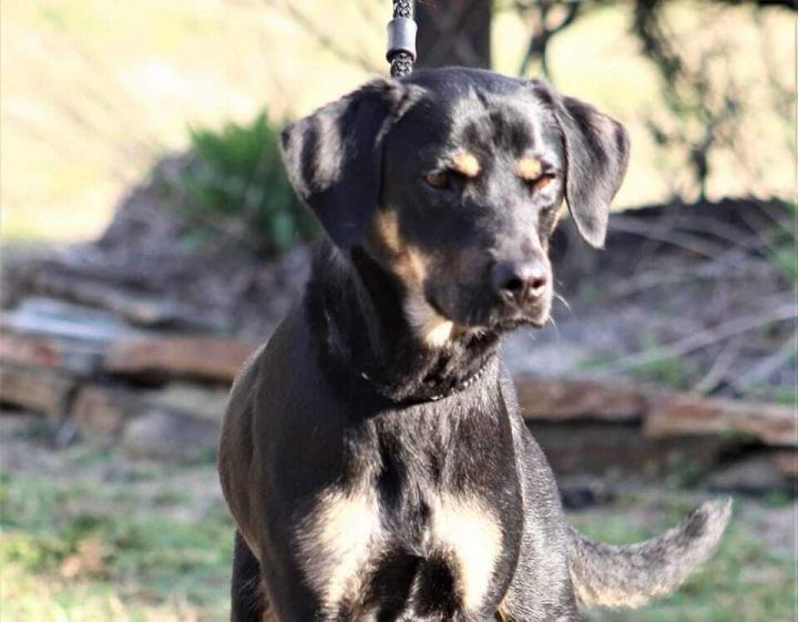 Dixie, an adoptable Labrador Retriever Mix in Breinigsville, PA_image-1